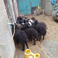 بره نره داشتی سالم سر حال