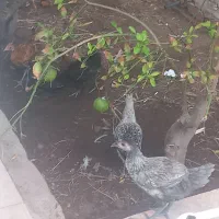 جوجه