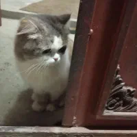 فروش گربه|گربه|ارومیه, |دیوار