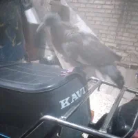 طبن کبوتر اهلی