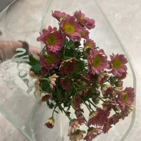 دسته گل مینیاتوری|گل و گیاه طبیعی|مشهد, هنرستان|دیوار