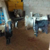 بز و بزغاله|حیوانات مزرعه|دزفول, |دیوار