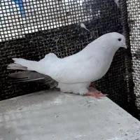 کبوتر رنگی و پرشی|پرنده|ابهر, |دیوار