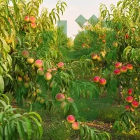 بهترین انتخاب برای باغ‌های تجاری|خدمات باغبانی و درختکاری|رشت, منظریه|دیوار