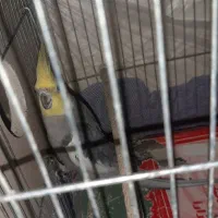 یک جفت عروس هلندی با تخم