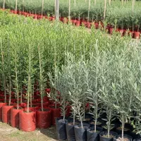 زیتون اصلاح شده و با کیفیت عالی|خدمات باغبانی و درختکاری|هلیلان, |دیوار