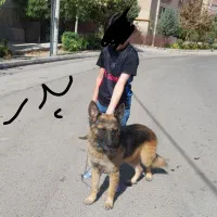 توله دوبرمن و ژرمن ققط هزینه نگهداری گرفته میشود|سگ|مشهد, اقبال|دیوار