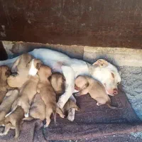 واگذاری سگ پا کوتاه