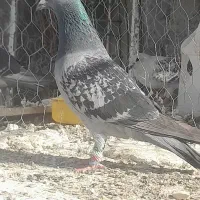 سبز مگس