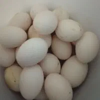 200 عدد تخم مرغ محلی