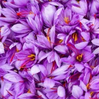 خرید و فروش گل زعفران