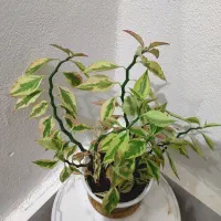 گل آپارتمانی|گل و گیاه طبیعی|سنقر, |دیوار