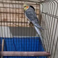 گرینچیک وعروس هلندی|پرنده|تهران, امام زاده عبدالله|دیوار