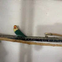 کوتوله برزیلی طوطی برزیلی ماده|پرنده|قوچان, |دیوار