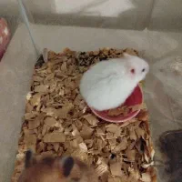 حیوون خونگی بی دردسر و بامزه|موش و خرگوش|لاهیجان, شقایق|دیوار