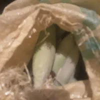 ذرت رسه خانمها