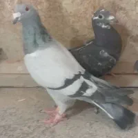 کفتر فروشی چهار تا جوجه نر سرکله دار ابلغ|پرنده|صابری, |دیوار