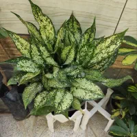 گل طبیعی|گل و گیاه طبیعی|شهرکرد, |دیوار