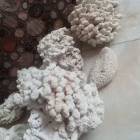 مرجان آکواریوم