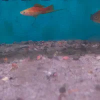 ماهی آکواریومی|ماهی|اردبیل, |دیوار