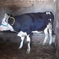 نوعر، گوساله ماده سیمینتال ابستن