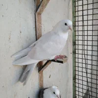 کبوتر، کله سفید، کلاغ کربلایی در چناران|پرنده|مشهد, توس (بلوار توس)|دیوار