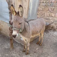 خر زرنگ وجوان