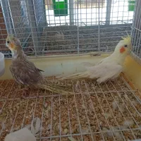 عروس هلندی۶۰۰+مرغ عشق(سرلاکی۱۵۰+باجوجه۱/۵۰۰|پرنده|قزوین, |دیوار