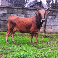 گاو چالوسی با گوساله لوکس