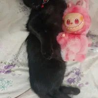 گربه سیاه اصیل خانگی انگل تراپی شده ۴ماهه