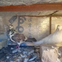 معاوزه