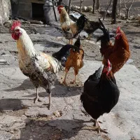 خروس|حیوانات مزرعه|گهواره, |دیوار