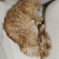 گربه DLH|گربه|تفت, |دیوار