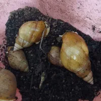 حلزون خونگی