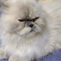 گربه هیمالین یک ساله|گربه|بندرعباس, |دیوار