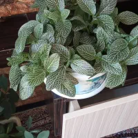 گل طبیعی