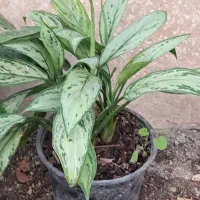 گلسرای پارین|گل و گیاه طبیعی|آستارا, |دیوار