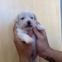 سگ شیتزو شیبابا