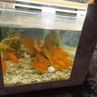 ماهی آکواریوم بزرگ  5تا 500