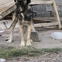 سگ سرابی|سگ|باسمنج, |دیوار