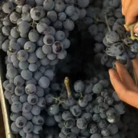 انگور سردشت و قزوینی به قیمت عمده|خدمات باغبانی و درختکاری|شیراز, زرهی|دیوار