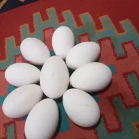 تخم غاز اورگانیک نطفه دار تازه و به روز