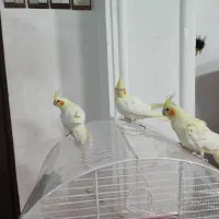 عروس ومرغ عشق