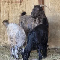 فروش دو راس بز  دوکهره ای|حیوانات مزرعه|طسوج, |دیوار