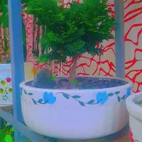 بنسای چند ساله و کاج بسیار لوکس و خاص