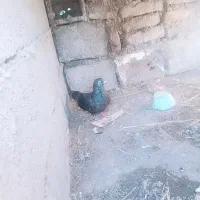 کبوتر زاغ نر ساعتی پرشی حراج حراج 200|پرنده|سنگدوین, |دیوار