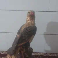 عقاب|مجسمه، تندیس، ماکت|مهریز, |دیوار