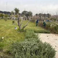 هرس درخت کود و شخم زنی|خدمات باغبانی و درختکاری|تهران, گیشا|دیوار