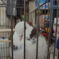 کبوتر فروشی