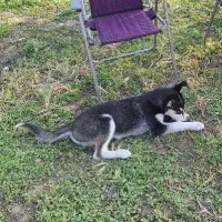 توله ۴ ماهه هاسکی|سگ|قائمشهر, |دیوار